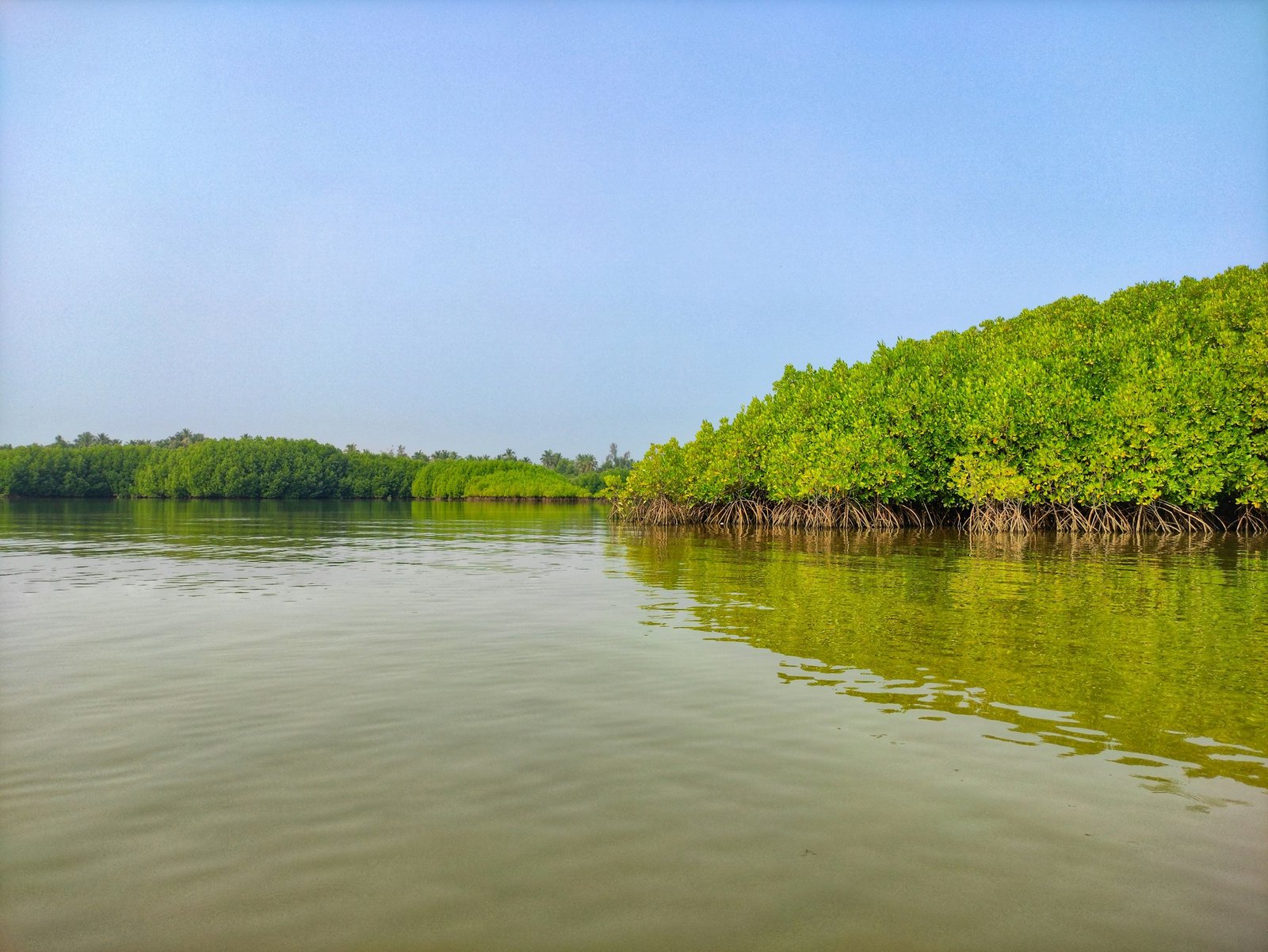 Mangrove Forest